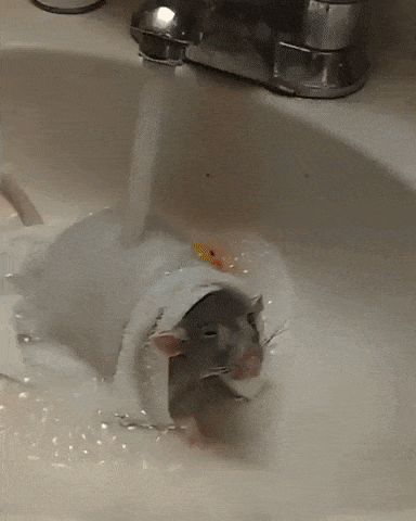 Taking a nice shower in funny gifs