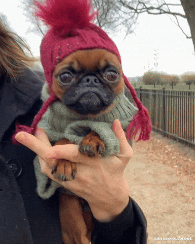 giphy.gif