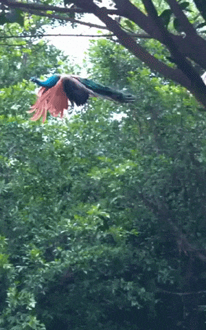 Peacock in flight in wow gifs