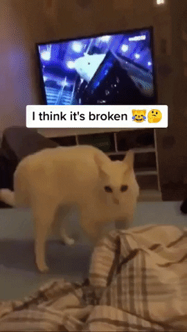 I think catto is broken in cat gifs
