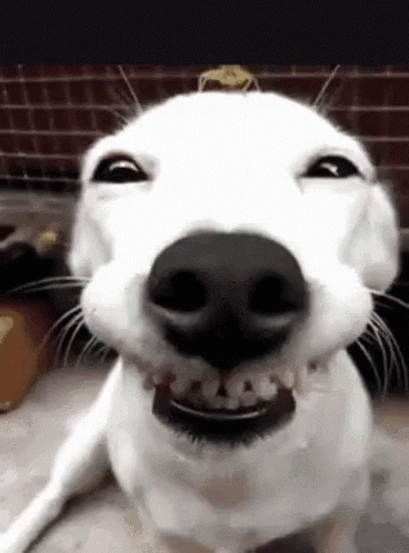 barktober calendar contest dog smiling gif