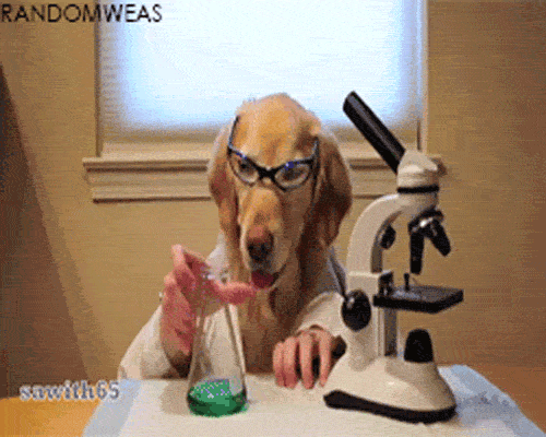 Dog Chemistry GIF