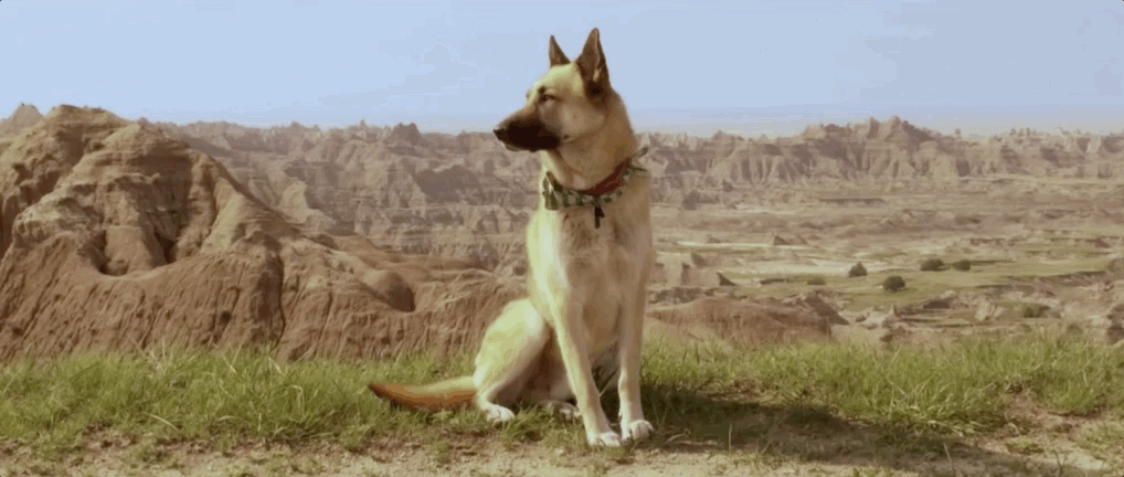 Music Video Dog GIF by Conner Youngblood