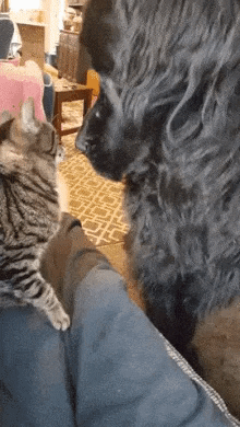 Catto want doggos attention in cat gifs