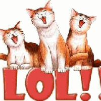 Image result for laughing cat gif with sound