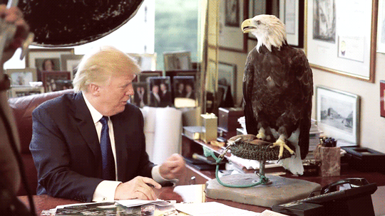 Image result for trump and eagle GIF