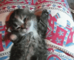 Cat GIF - Find & Share on GIPHY - Lindosmininos.com 2017-08-16 18:00 Cat GIF - Find & Share on GIPHY - Lindosmininos.com 2017-08-16 18:00