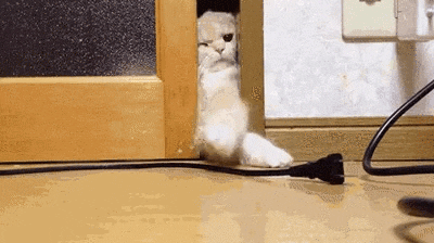 Animated *.gif: a determined cat reaching from a door to grab at an unplugged electrical cord