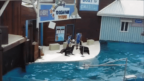 Sea Playing GIF - Find & Share on GIPHY