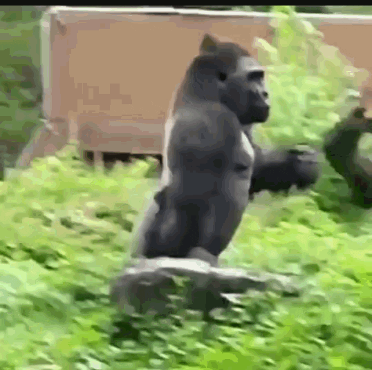 Gorilla Hurrying GIF - Find & Share on GIPHY