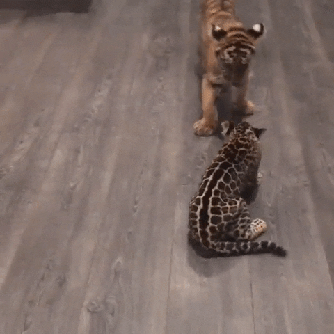 imagenes gif,imagenes graciosas, las mejores imagenes, imagenes graciosas, chistes, risas