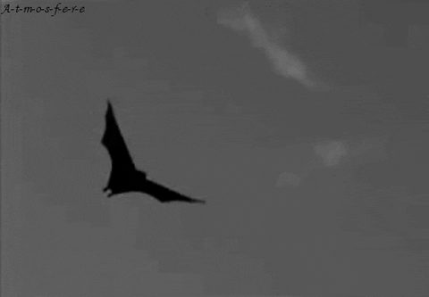 bat animated GIF 