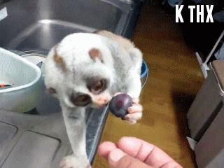 animated animated GIF