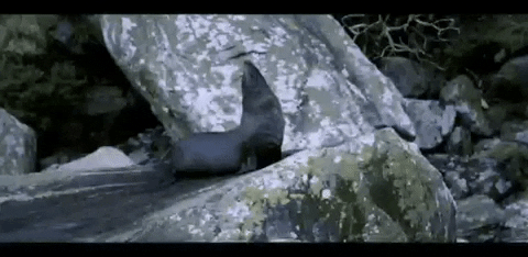 Real Journeys GIF