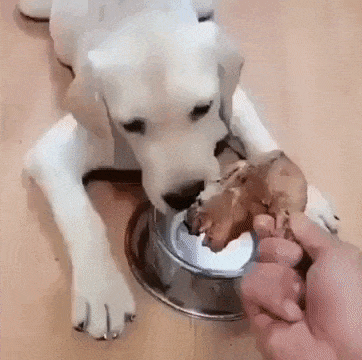 Hooman just give him in funny gifs