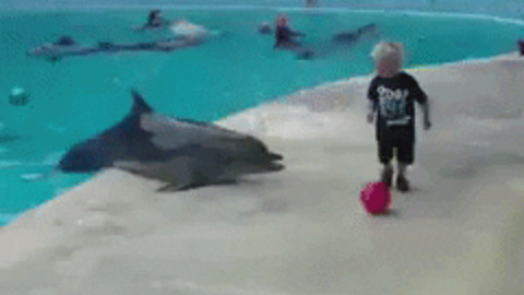 Dolphin playing with kid