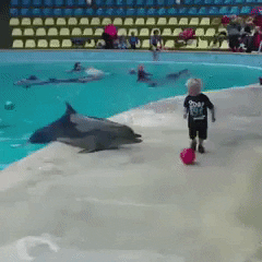 Dolphin playing with kid in funny gifs