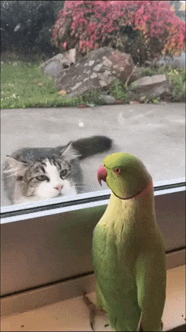 Parrot trolling a cat in funny gifs