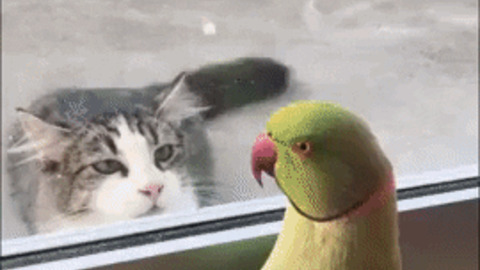 Parrot trolling a cat