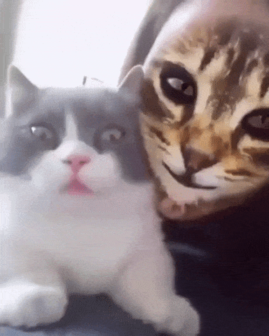 The cat filter and cats in wtf gifs