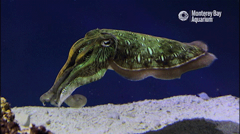 Monterey Bay Aquarium GIF