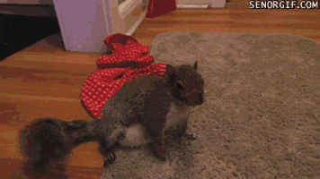 Squirrel GIF - Find & Share on GIPHY