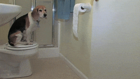 Image result for dog toilet paper animated
