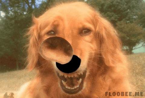 Doggo nose in gifgame gifs