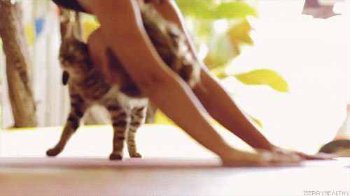 Birmingham Cat Yoga