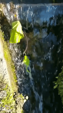 Frog in crisis in funny gifs