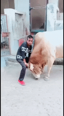 What could go wrong holding bull by hands in fail gifs
