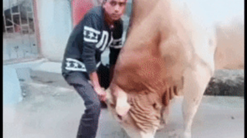 What could go wrong holding bull by hands
