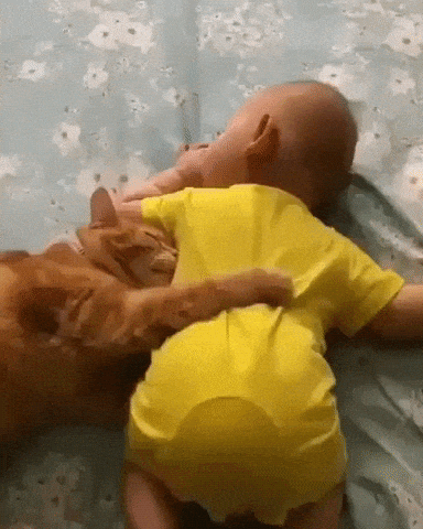 Kitten cuddling in cat gifs