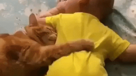 Kitten cuddling