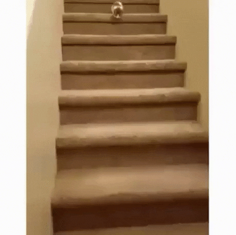 Quick way to come downstairs in cat gifs
