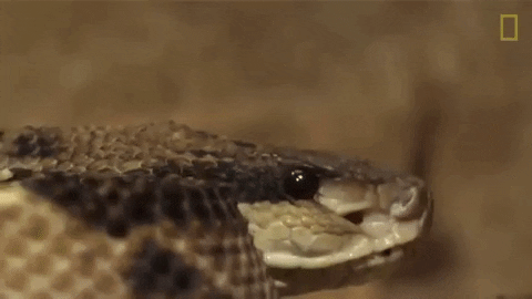 National Geographic Snake GIF by Nat Geo Wild - Find & Share on GIPHY
