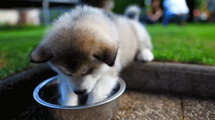 Husky puppie playing with water bowl