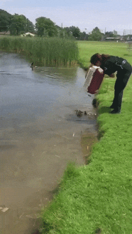 Mother duck adopt ducklings in wow gifs