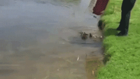 Mother duck adopt ducklings