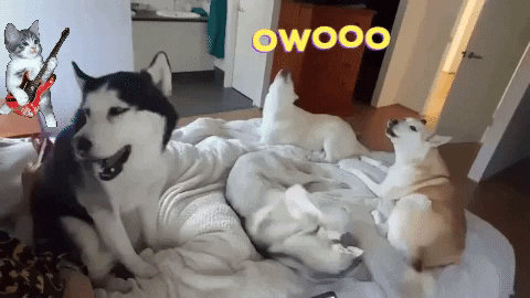 funny huskies talking