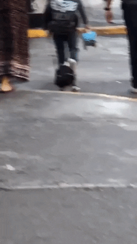 Duck with shoes in funny gifs
