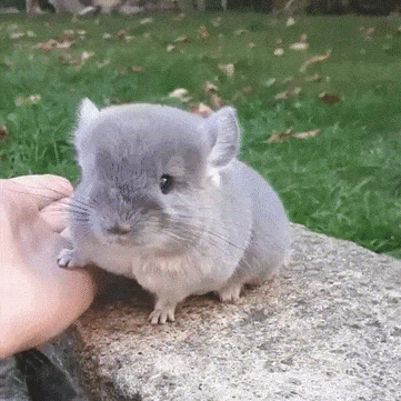 How to Hold a Chinchilla Guides Tips Pets | Chonky Chinchilla Holding Hands