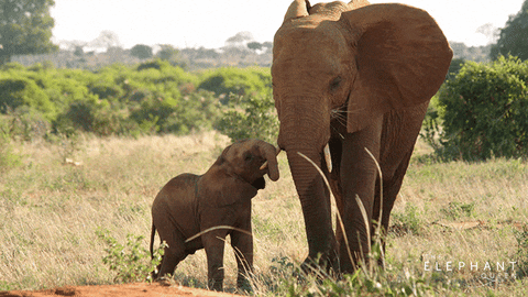 La majestuosidad de los elefantes enamora
