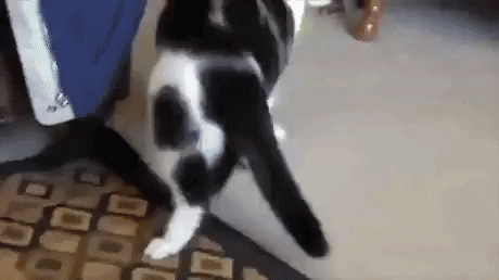 Cats are amazing in cat gifs