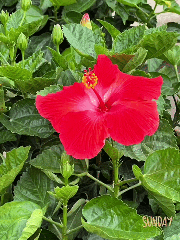 You're a flower..  LOVE