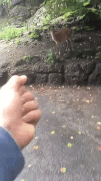 This Is For Deer in funny gifs