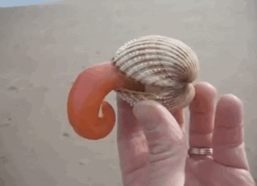 Clam Foot GIFs - Find & Share on GIPHY