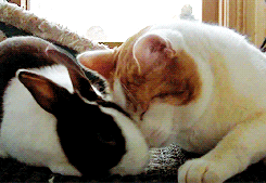 Cat Love GIF  Find  Share on GIPHY