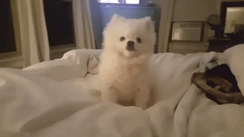 giphy.gif