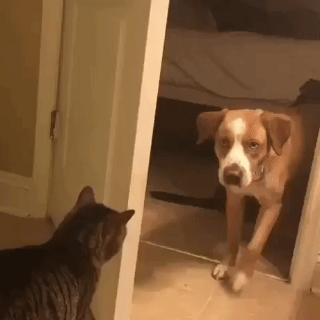 Thats my room in animals gifs